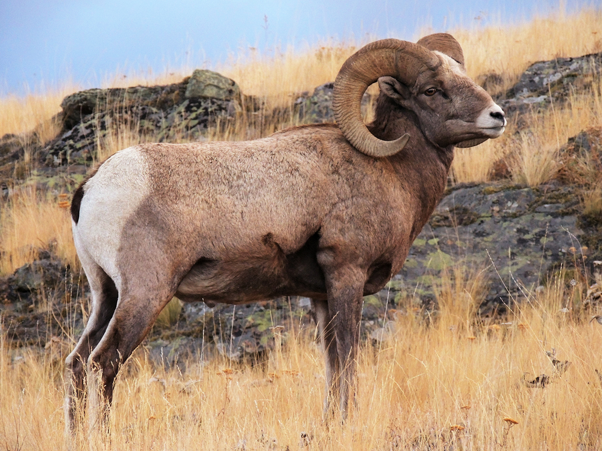 Big Horn Sheep