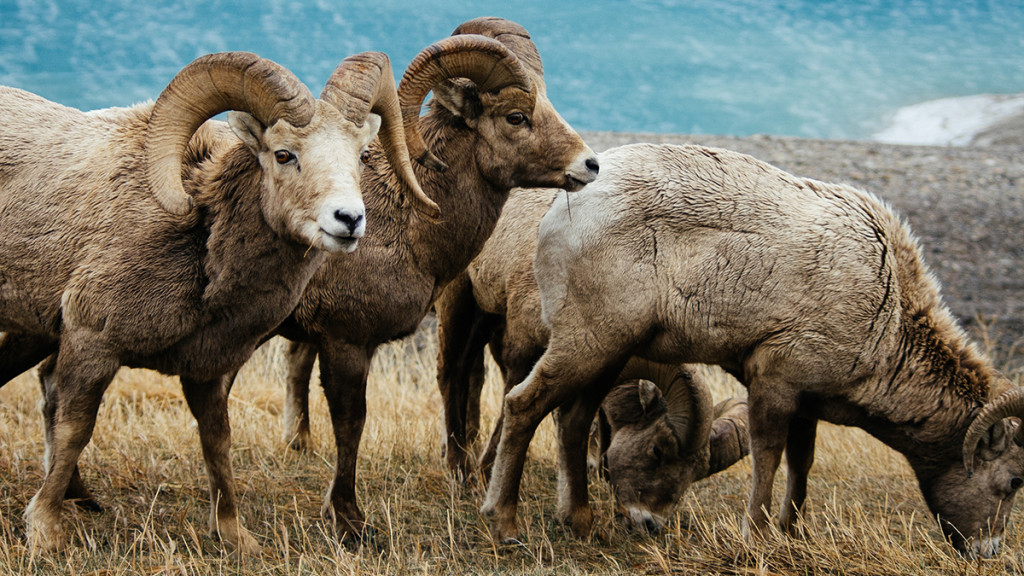 Alberta Bighorn Sheep horns slowly shrinking The Gateway