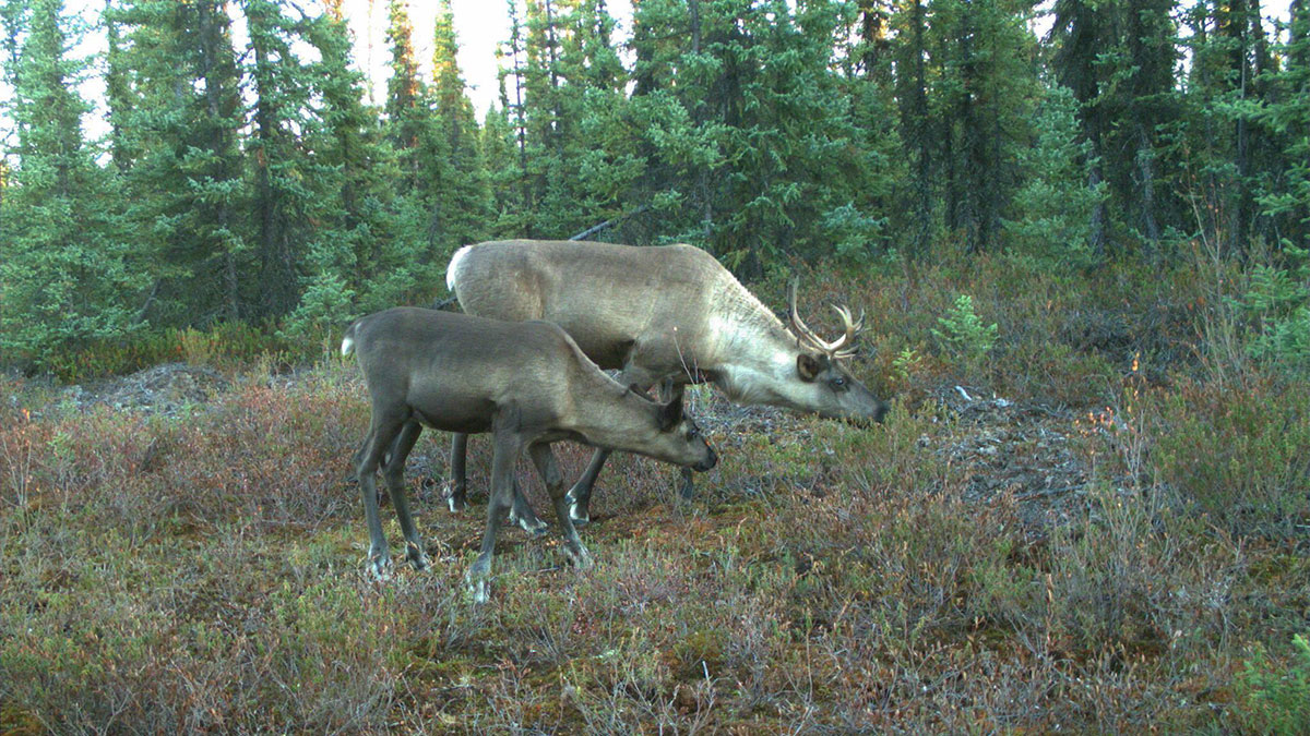 U of A researchers help secure habitat for nearly-endangered caribou