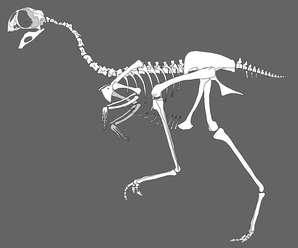 The Avimimus had bone structure similar to that of a bird.