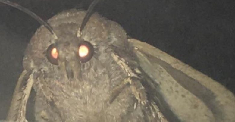 Top 10: Memes of 2018, Honorable Mention #9: Moth Lamp - The Gateway