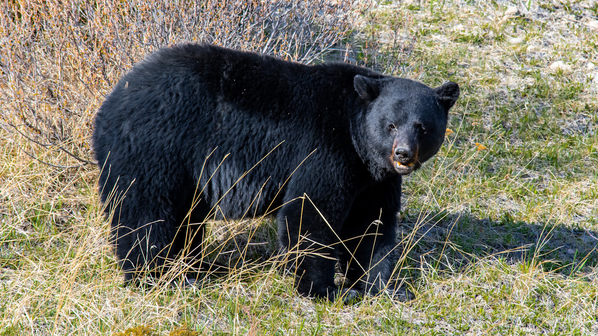 Protecting wildlife is a human responsibility - The Gateway