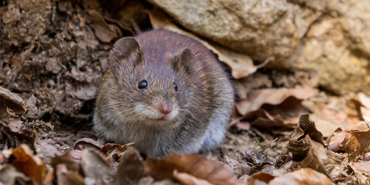 Crisis averted: deer mice and red-back vole will adapt just fine to