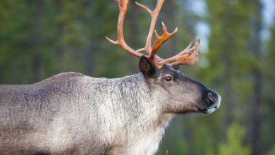 caribou