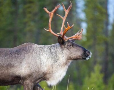 Male Woodland Caribou, Rangifer tarandus caribou, Central British ...