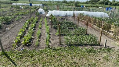 A photo of Amanda's vegetable garden, with its plots laid out and plants growing.