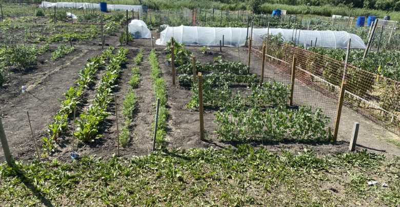 A photo of Amanda's vegetable garden, with its plots laid out and plants growing.