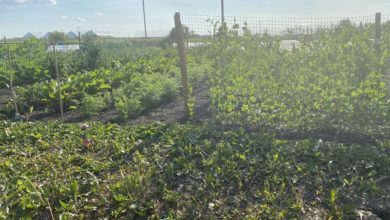 An overarching view of the vegetable garden, with pumpkin growth and other plant growth visible.