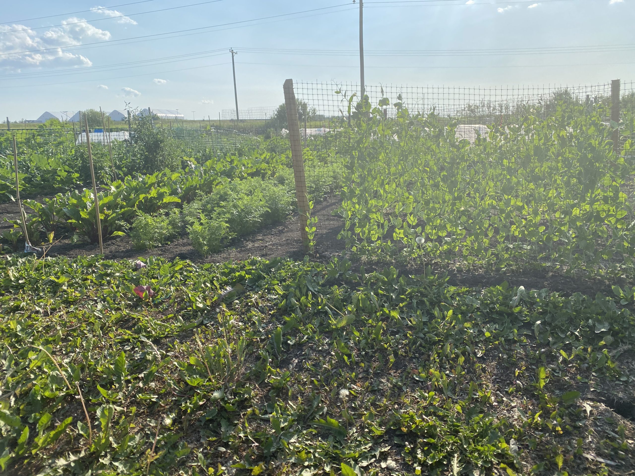 Having a vegetable garden: July — the month of infestation - The Gateway