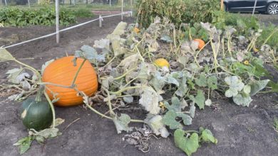 A photo of Amanda's garden with a very large, bright orange pumpkin ready for harvest.