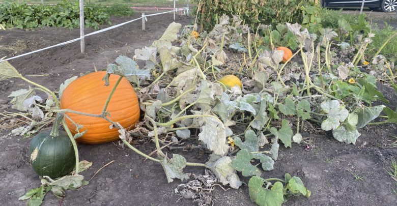 A photo of Amanda's garden with a very large, bright orange pumpkin ready for harvest.