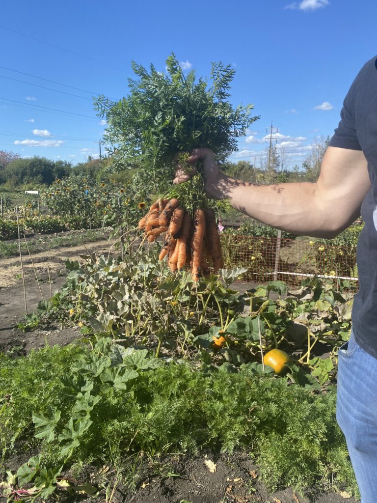 A handful of carrots is held up