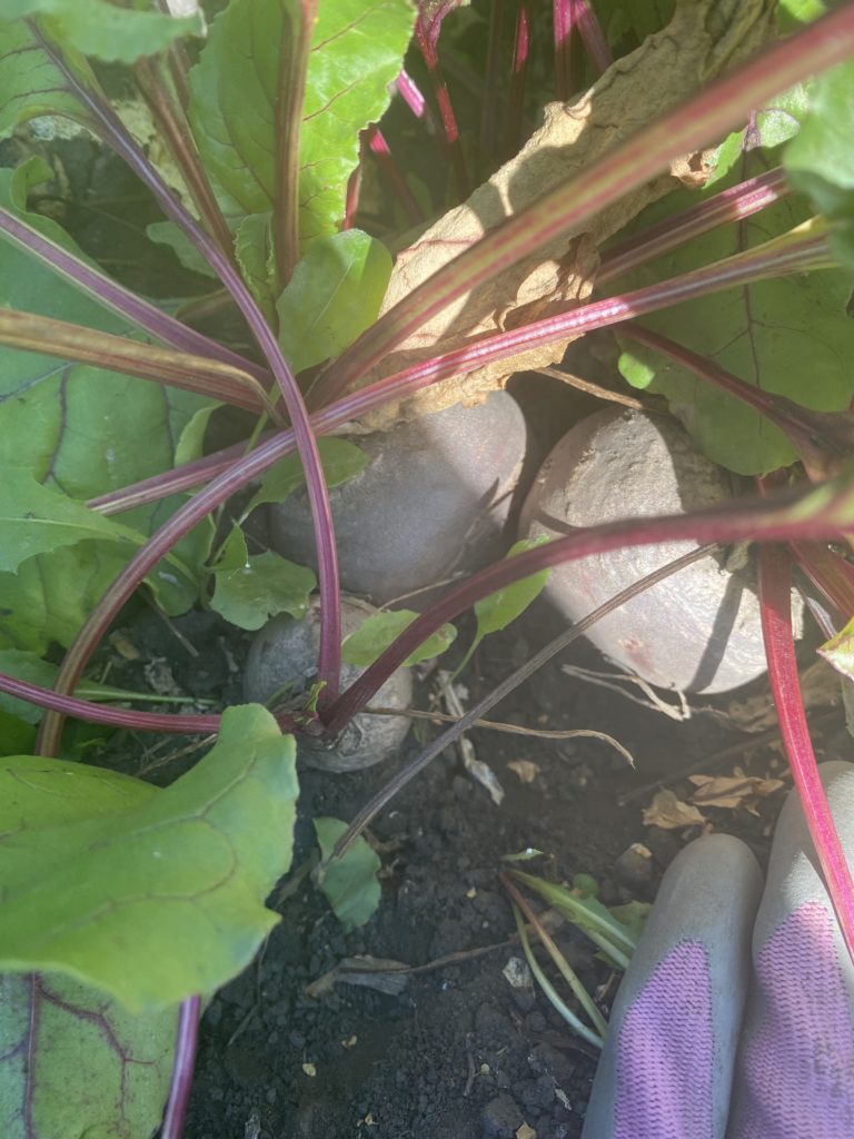 Handful of beets