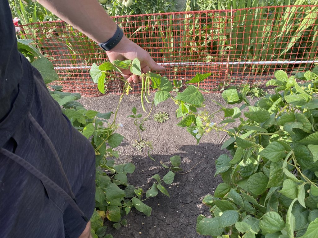 Green beans from the garden