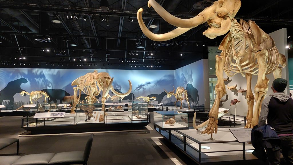 Royal Alberta Museum mammoth
