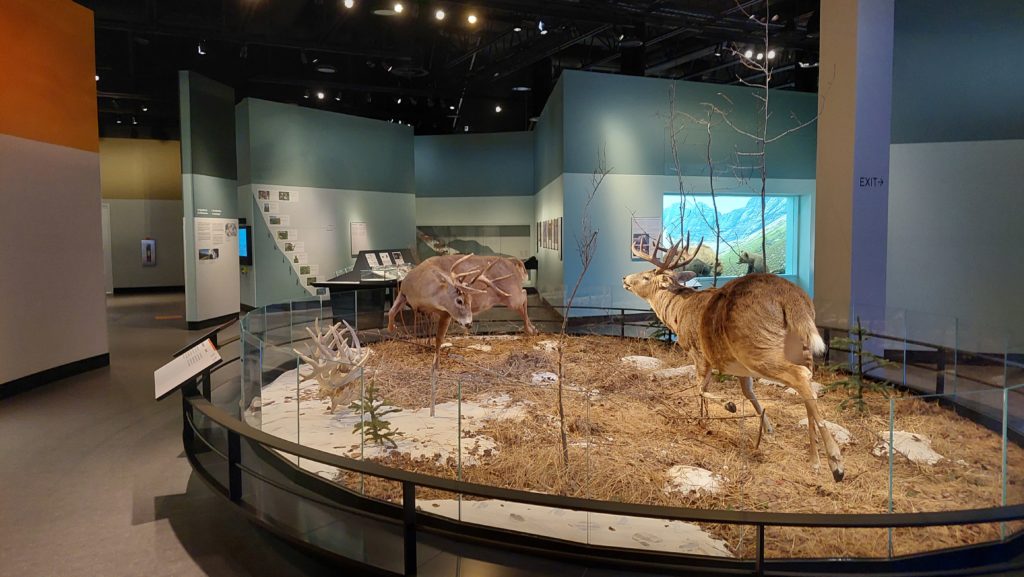 Royal Alberta Museum elk