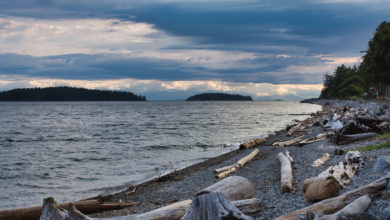A photo from the edge of Stanley Park in Vancouver. Branches are visible.
