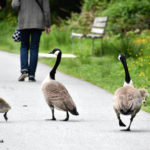 Two adult geese walk alongside two baby geese