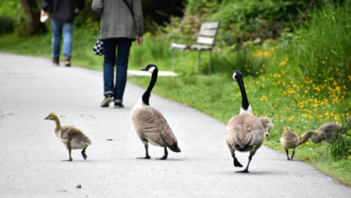 Two adult geese walk alongside two baby geese