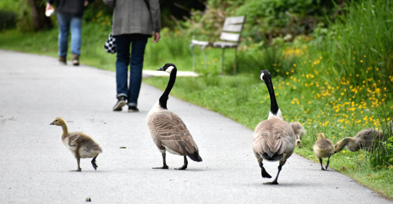 Two adult geese walk alongside two baby geese