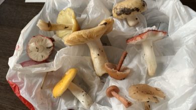 a collection of foraged mushrooms in a bag. There are some with yellow tops and some with red and copper tops.