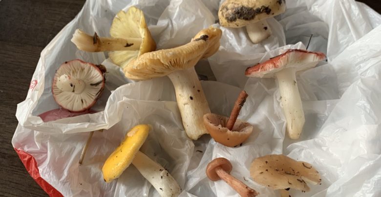 a collection of foraged mushrooms in a bag. There are some with yellow tops and some with red and copper tops.