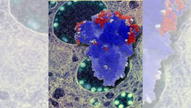 Cell membrane, spike proteins, virus - Supplied by Michael Overduin