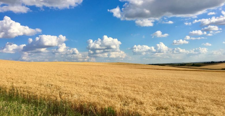 Wheat farm in rural Alberta, photo by five2seven