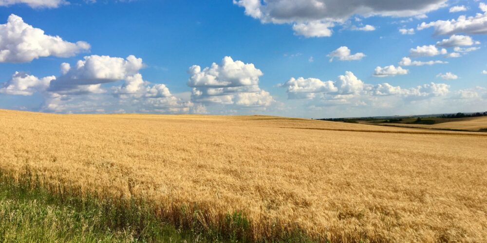 Wheat farm in rural Alberta, photo by five2seven