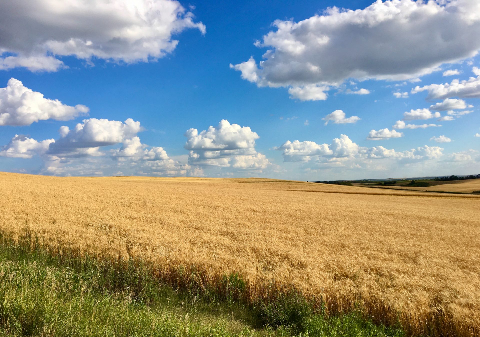 Wheat farm in rural Alberta, photo by five2seven