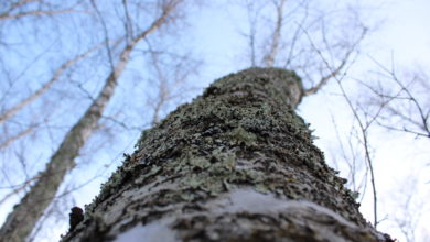 Carbon sinks article, March 9, 2023. Amanda Sparks