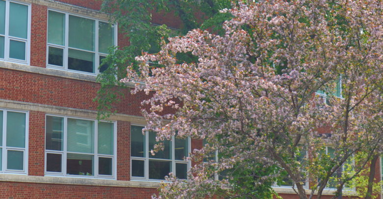 Spring tree nature on campus