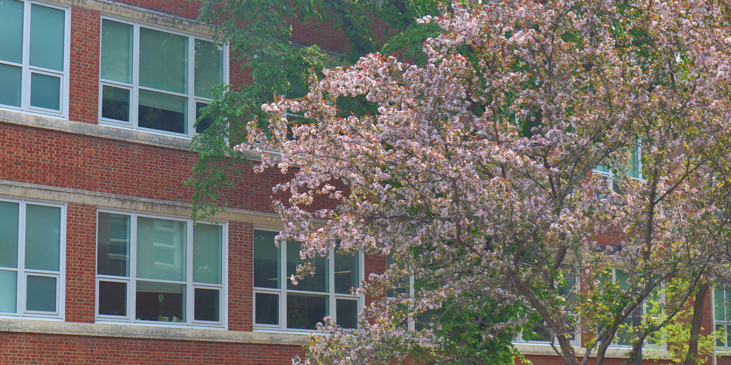 Spring tree nature on campus