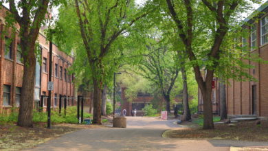 green and gold trail north campus spring summer path nature