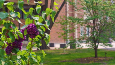 Lilac flowers growing on Main campus at the University of Alberta by Rutherford Library, bringing a perspective of sustainability and nature.