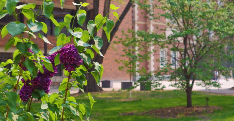 Lilac flowers growing on Main campus at the University of Alberta by Rutherford Library, bringing a perspective of sustainability and nature.