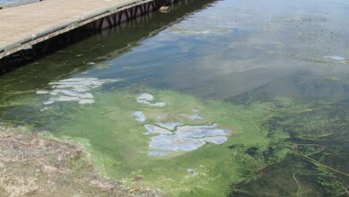 Cyanobacteria-lake-shore