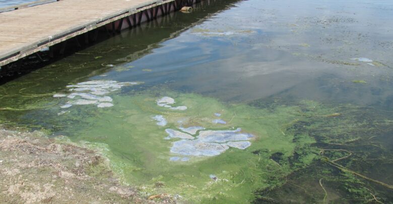 The dangers of blue-green algae
