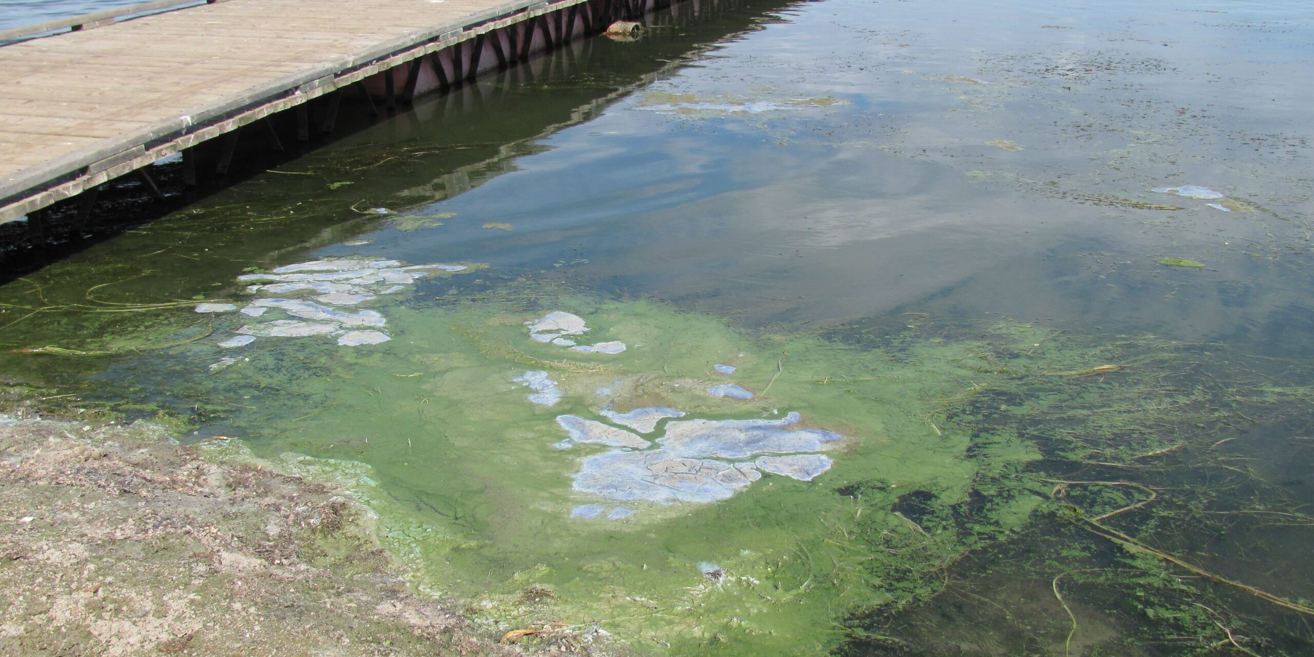 Cyanobacteria-lake-shore