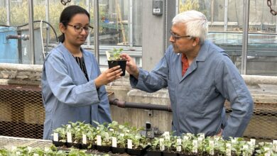Nat Kav working on canola and clubroot with student