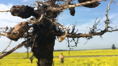 clubroot