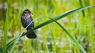 Using AI to to analyze birds