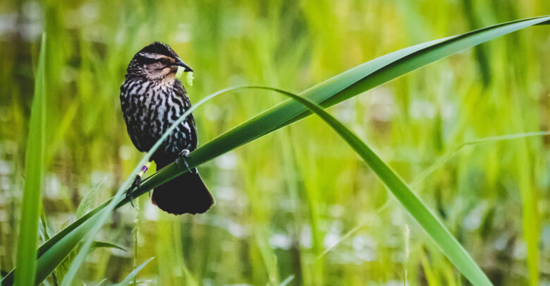 Using AI to to analyze birds