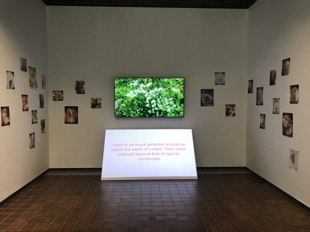 Christine Battle's seeds are meant to disperse. Video installation.