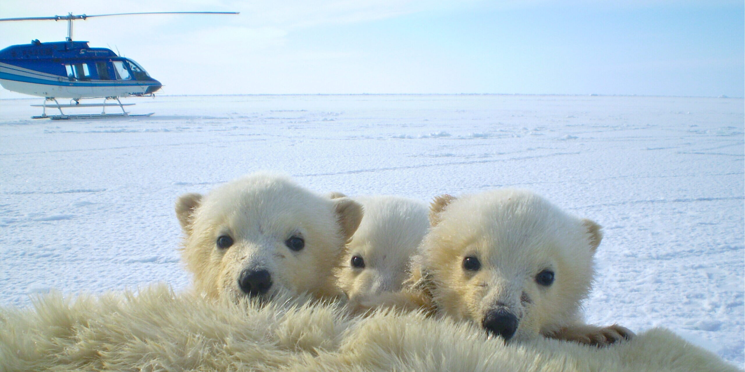 More than top predators: U of A research reveals polar bears’ hidden role in the Arctic