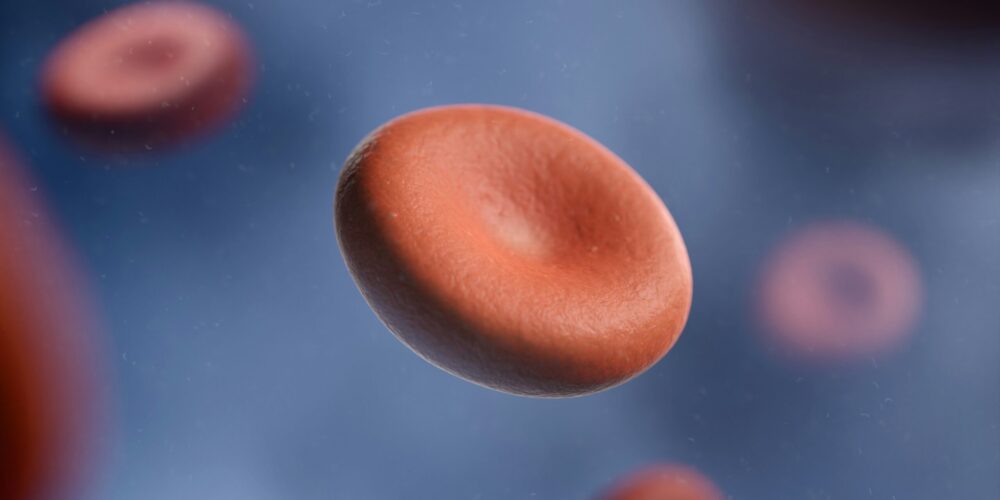 red blood cell