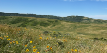 Field of Grasslands