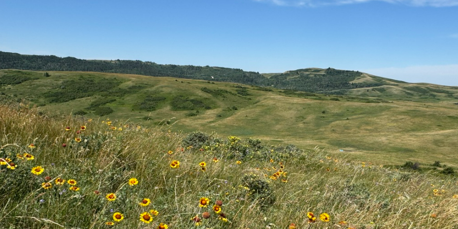 Field of Grasslands