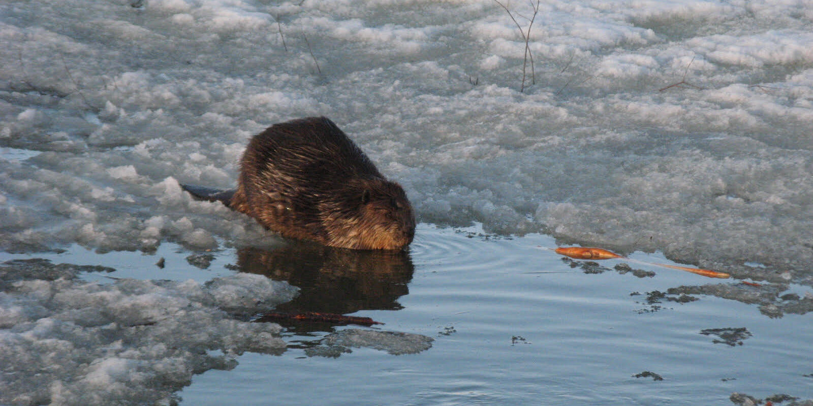How beavers reveal climate change in northern ecosystems 